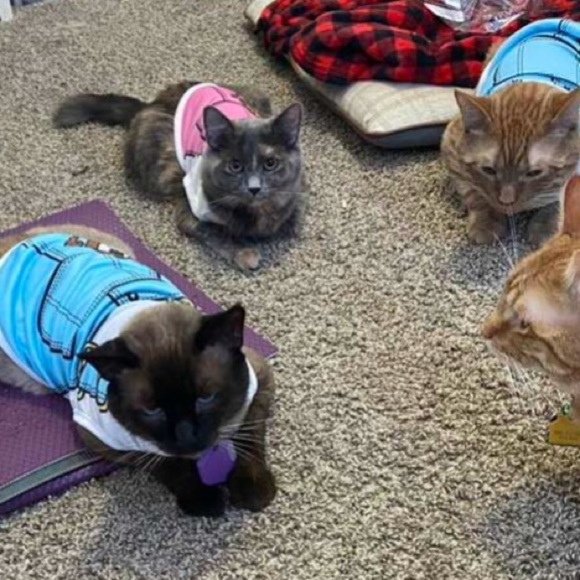 Beautiful Cartoon Graphic Pet Tank, With Breathable Mesh Design size XL dog cat - Picture 10 of 17